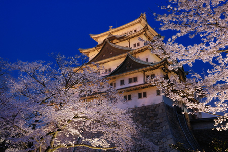 名古屋城夜桜ライトアップ