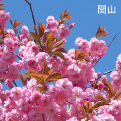 八重桜　関山