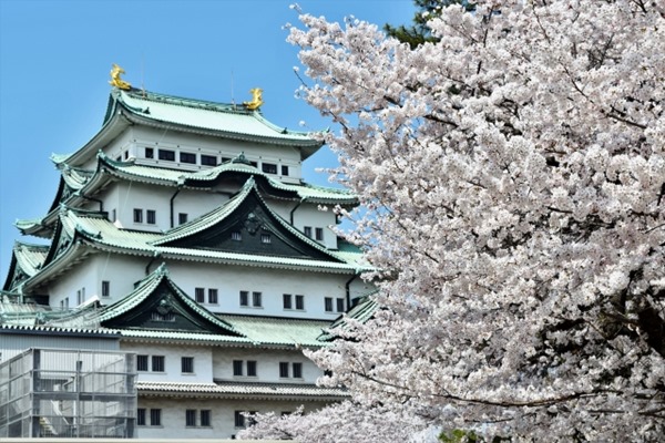 nagoyasakura